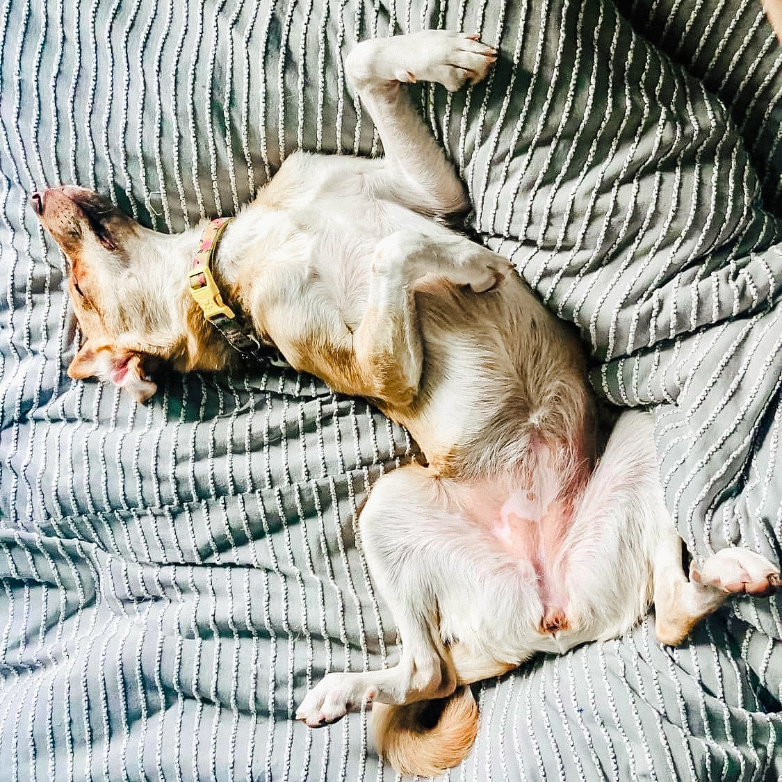tesskozun's tweet photo. Apparently Winnie does the Thriller dance in her sleep. Talk about a talented pup
#talentedpup #dogsoftwitter #thethriller https://t.co/VF7RrRFlGk