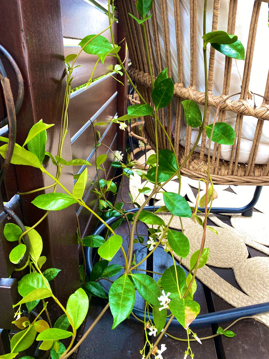 Maryamhasnaa's tweet photo. All vining plants send out these shoots to allow them to catch hold of things and climb. The shoots wrap around other plants or various structures. 

This is also what certain people’s energy can looks like. Like they are sending out energetic shoots to try to grab onto you. https://t.co/c1xg672fS6