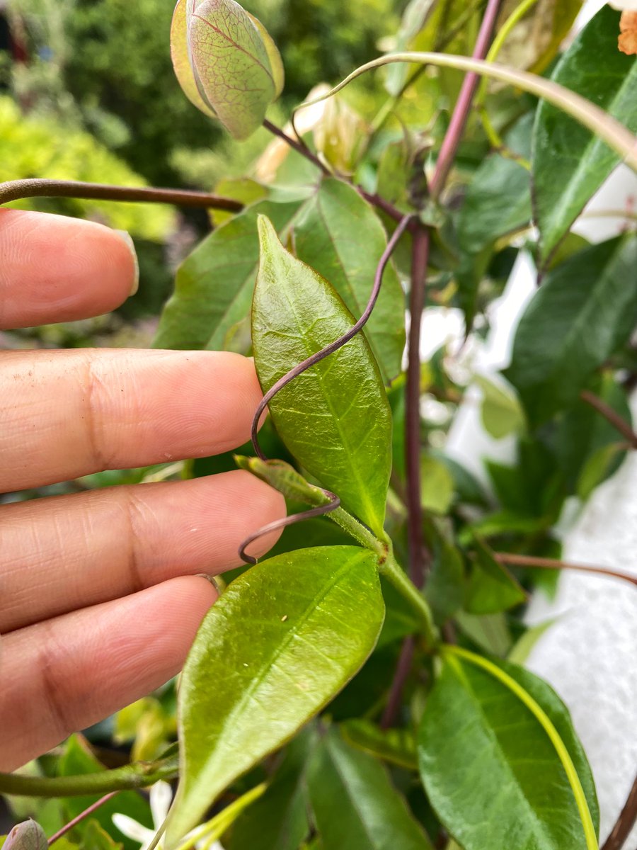 Maryamhasnaa's tweet photo. All vining plants send out these shoots to allow them to catch hold of things and climb. The shoots wrap around other plants or various structures. 

This is also what certain people’s energy can looks like. Like they are sending out energetic shoots to try to grab onto you. https://t.co/c1xg672fS6