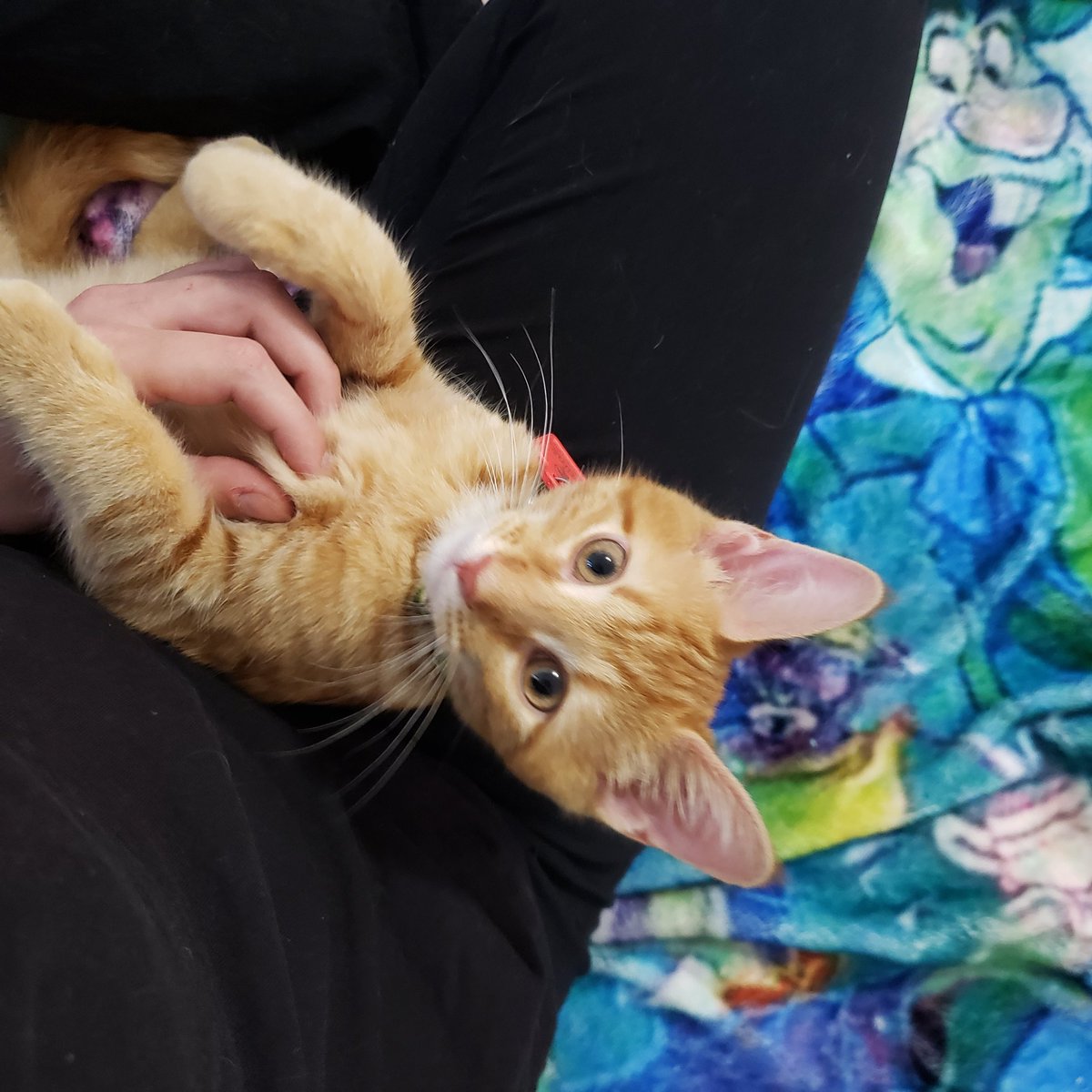 cry_stalsoda's tweet photo. Odo and Dax are here to let you know that they bite knees https://t.co/BCmEC91THA