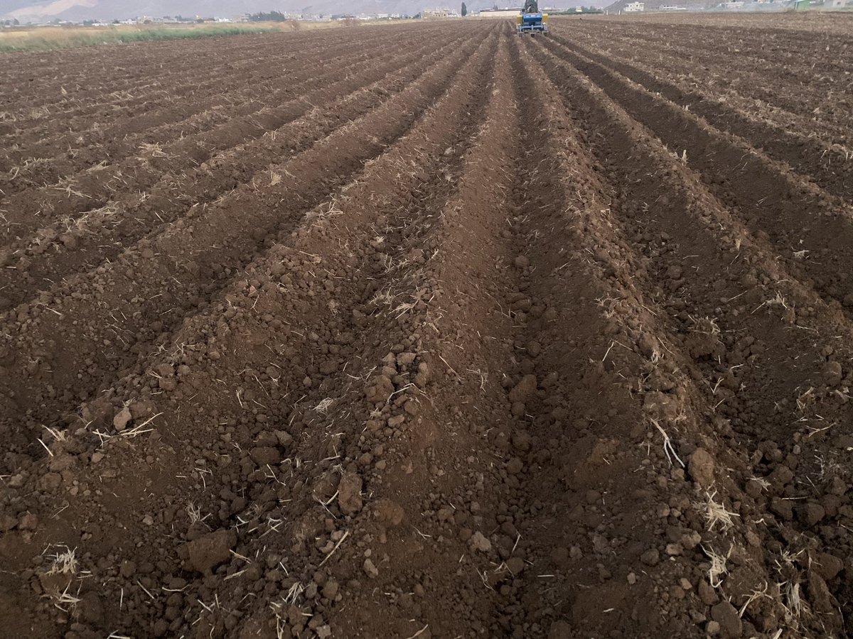 Adnan_Khodr's tweet photo. #potatoes #lebanon #zahle #bekaa #second_generation #agriculture 🥔🥔#life https://t.co/KuvxWuk0lo