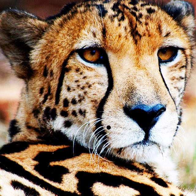 ÁguilaCóndor (@leonardomirel) on Twitter photo 