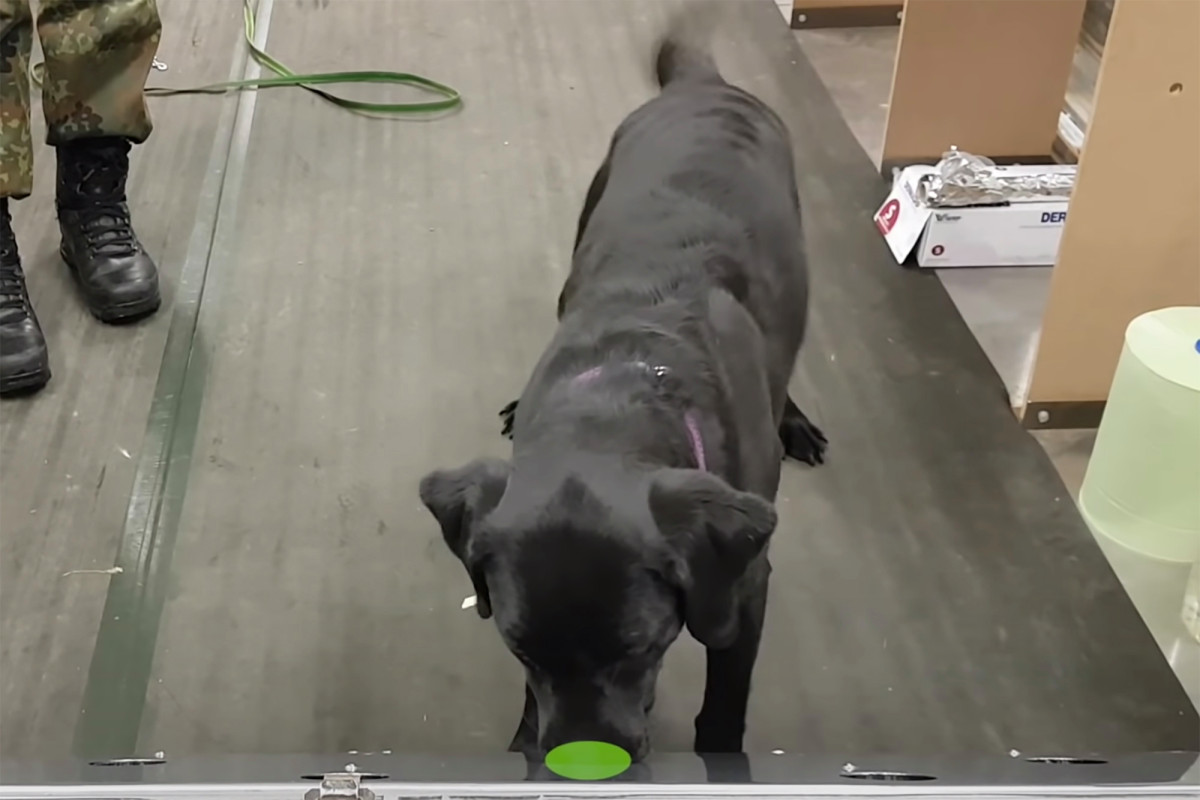 nypost's tweet photo. Dogs can sniff out COVID-19 with 94 percent accuracy, study says https://t.co/oM4NMIFjrX https://t.co/hSCDQGm8Vv