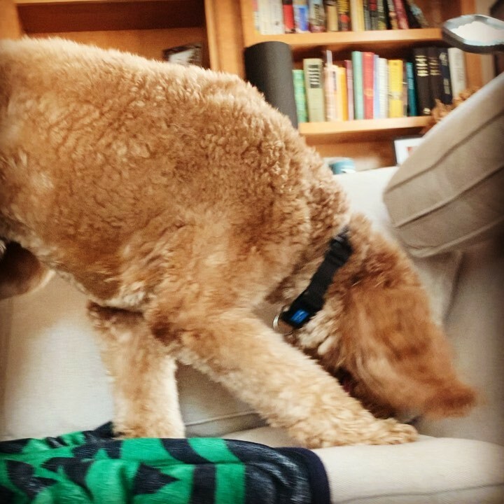 DanaGeurts's tweet photo. Part One: should I hide my treato in the couch?
.
.
...
.
.
#soexcited #treatos #bullystick #diggingdog #hidethetreat #goldendoodle #dogsofmilwaukee https://t.co/rdkZgasI7X https://t.co/mVqMh9Munj