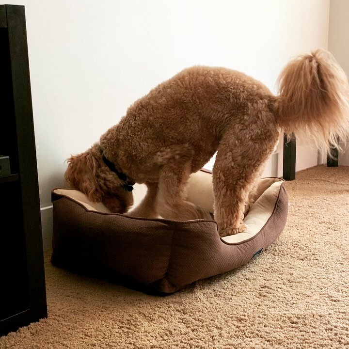 DanaGeurts's tweet photo. Part Two: should I hide my treato in my bed?
.
.
...
.
.
#soexcited #treatos #bullystick #diggingdog #hidethetreat #goldendoodle #dogsofmilwaukee https://t.co/LZlG7QBvzS https://t.co/i1X4yQVEma