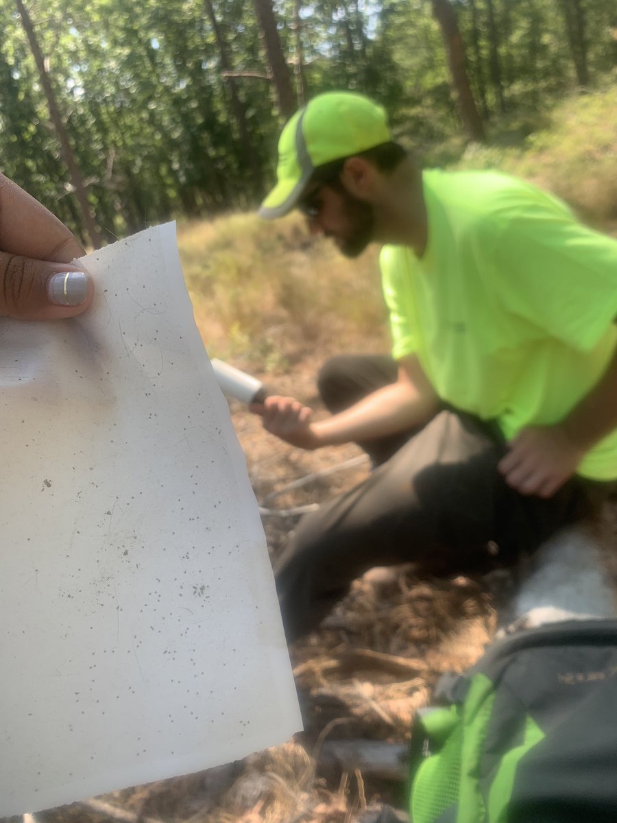 JadeTaylorB's tweet photo. Tick season! Southern pine beetle monitoring adventures! https://t.co/PENNpjJ7VY
