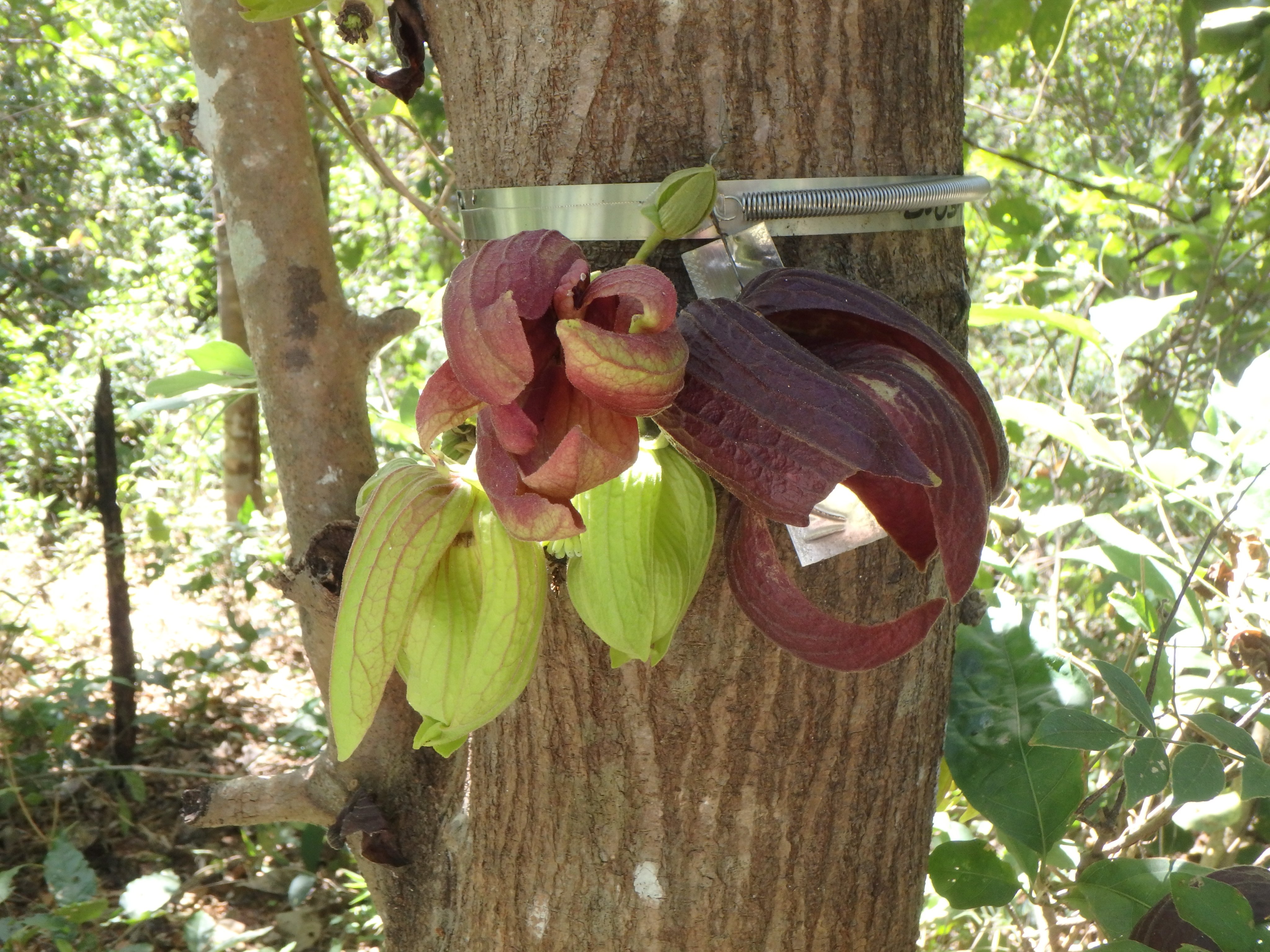 Catherine Finlayson (cfinlayson_sci) / Twitter