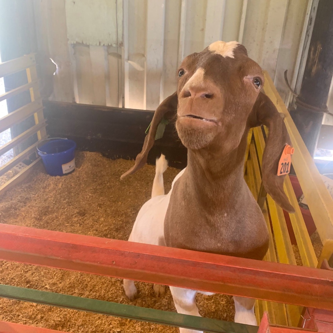 Rockingham_Ins's tweet image. County fairs are coming up! Although they may look a little different this year, we're still handing out buckets to 4H exhibitors! What color do you think our buckets are this year?