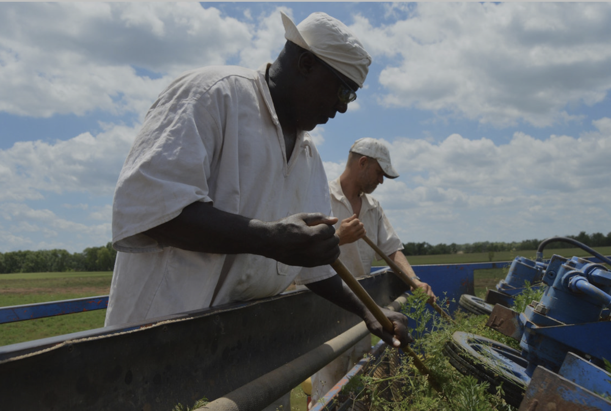 Some of the most obviously problematic names are the ones named after plantations - like Darrington. Here’s a picture of prisoners there earlier this year. In case you are wondering, they are not paid. They can still be punished if they do not work. They still grow cotton.