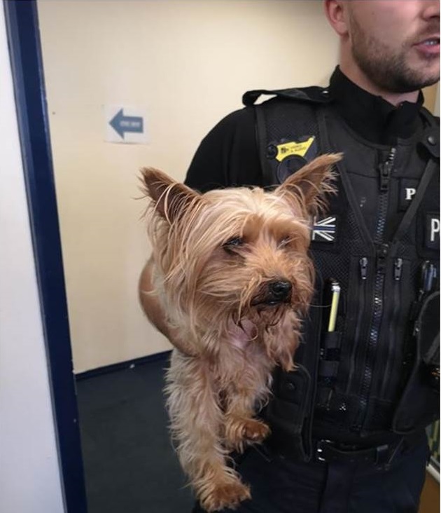 **Please share**

This dog has just been found on Oldham Bypass by officers. 

Can you please contact GMP with any information