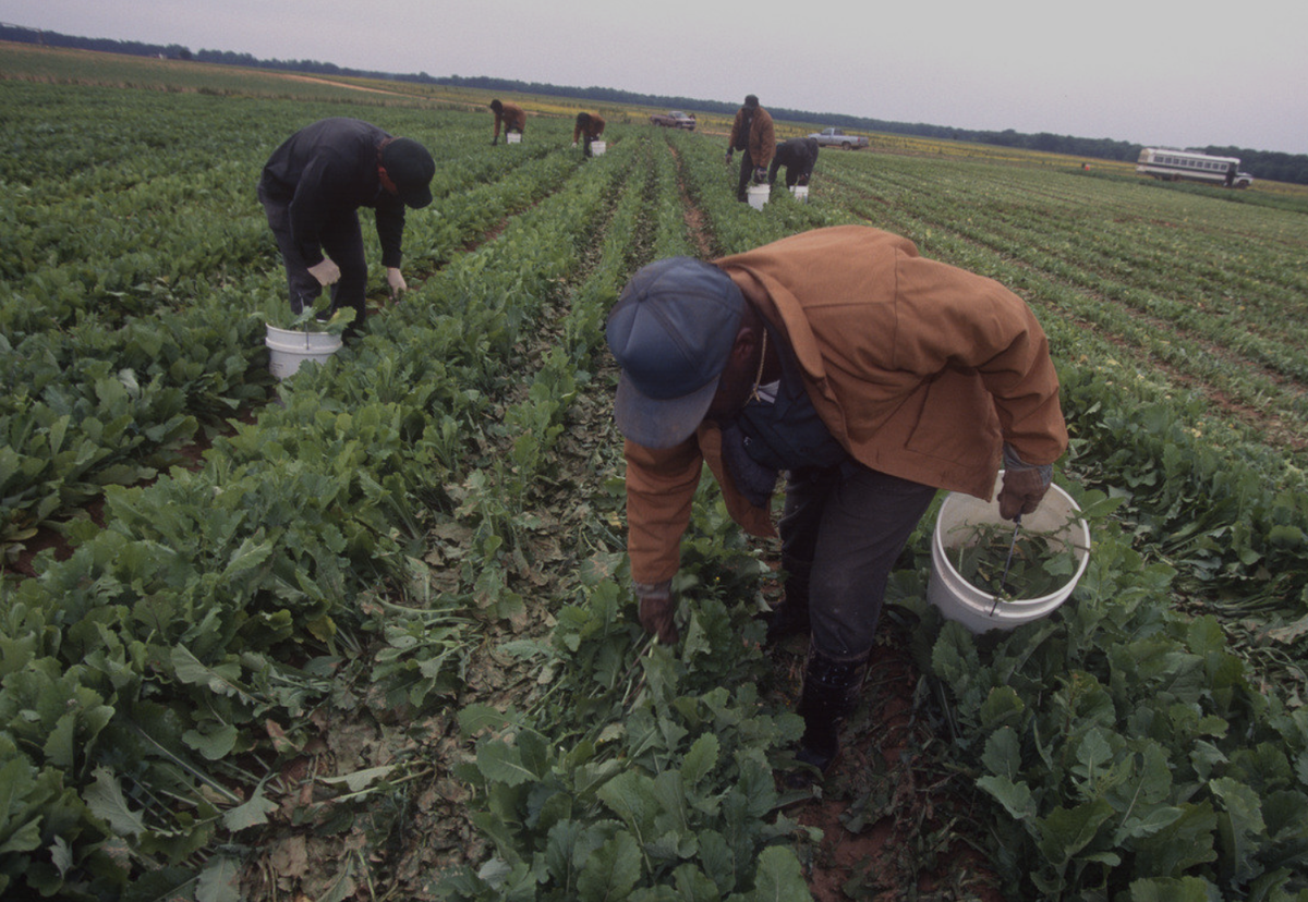 But that is not the only prison named after a plantation. This is Caledonia in North Carolina. It is named after Caledonia Plantation. (Photo credits are all spelled out in the story.)