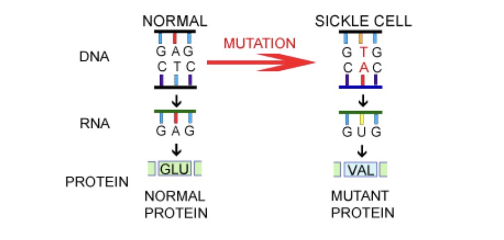 SCD encompasses a group of diseases characterized by a single gene mutation in the beta globin chain. This decreases the solubility of hemoglobin leading to pathological polymerization and vaso-occlusive crises. 2/n