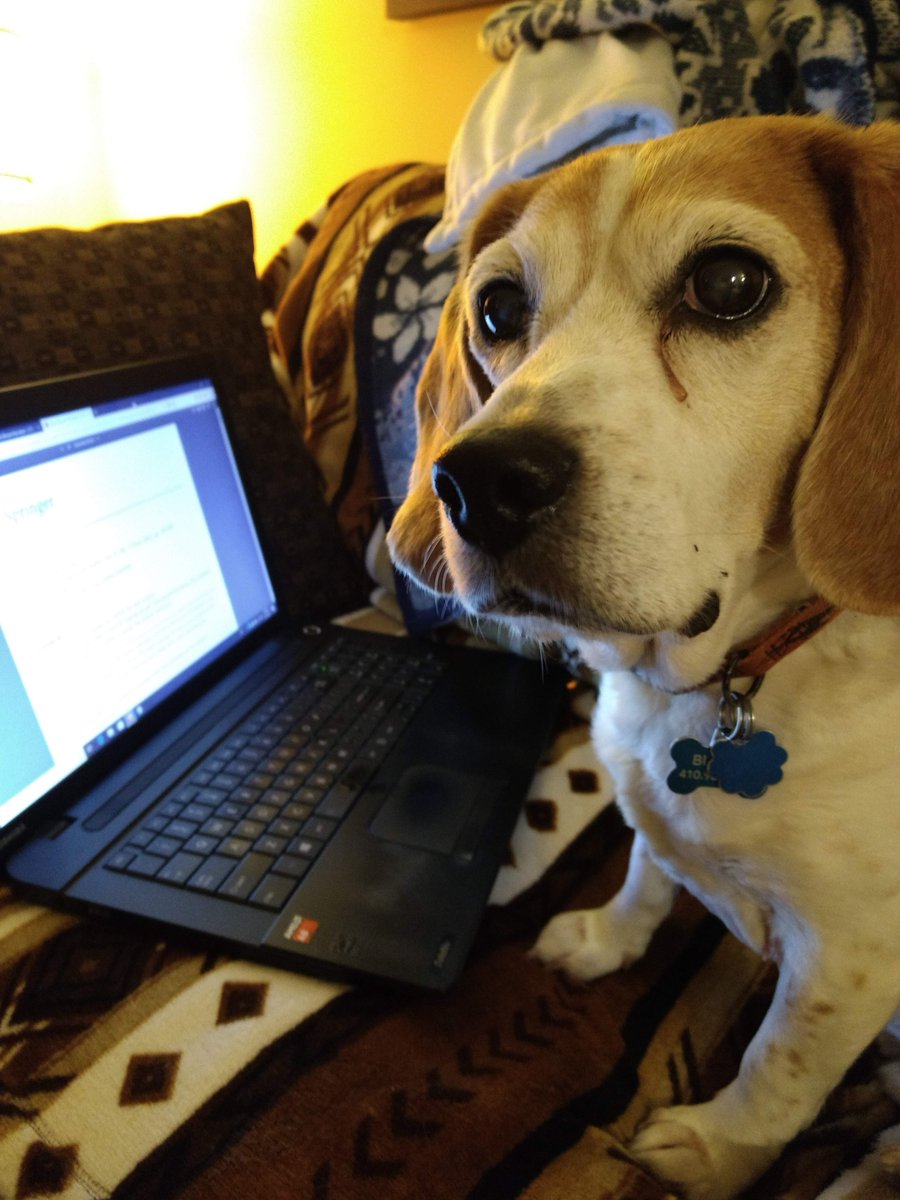 ClarkSchool's tweet photo. Buddy's photo was featured in @AAAnews's "Traveling with Your Pet" book (he was pictured sunning himself on the front of a fishing boat). He has been a constant companion to staffer Nicole Roop during the pandemic, requiring her to place a dog bed under her desk. #EngineeringPets https://t.co/17bOIuPcg4