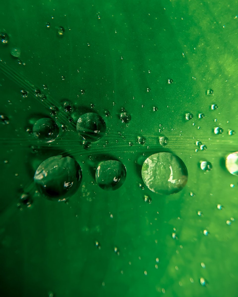 helloameer_'s tweet photo. Shot on @Google pixel 3 @GoogleIndia @madebygoogle 
Macro lens @rhinoshield https://t.co/MVUGp1JcWr