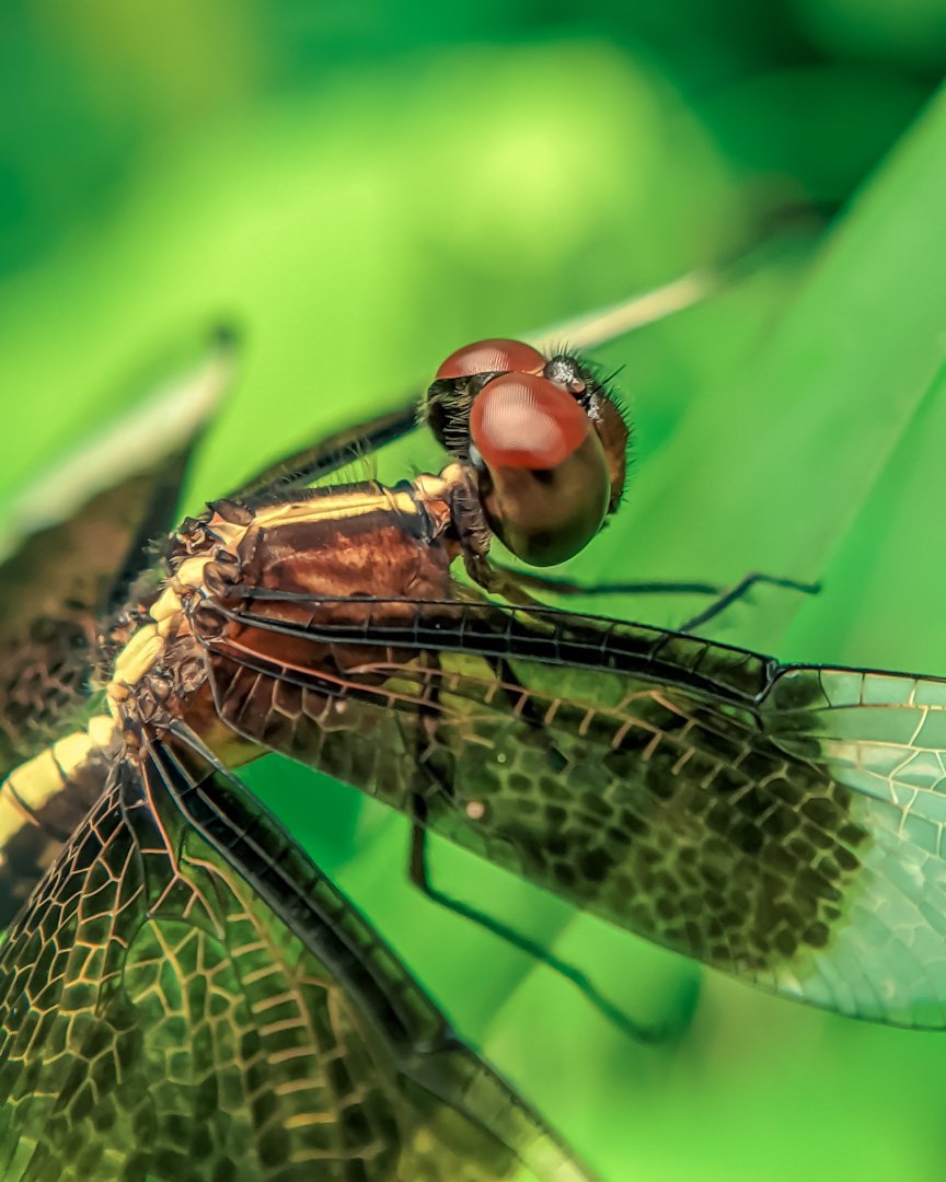 helloameer_'s tweet photo. Shot on @Google pixel 3 @GoogleIndia @madebygoogle 
Macro lens @rhinoshield https://t.co/MVUGp1JcWr
