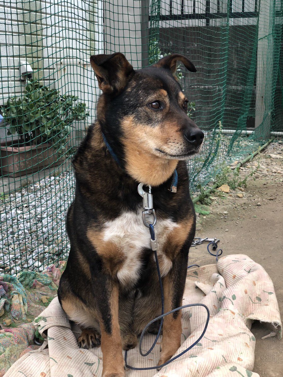 Rr2525r's tweet photo. #迷子犬
#宮崎県宮崎市
#拡散希望
むさしくん雄です
見かけたら連絡ください🙏 https://t.co/doe4XkPhSI