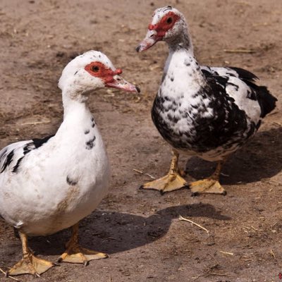 DeFiDucks's tweet photo. #NewProfileWhoDis? https://t.co/q0aelr5ZlI