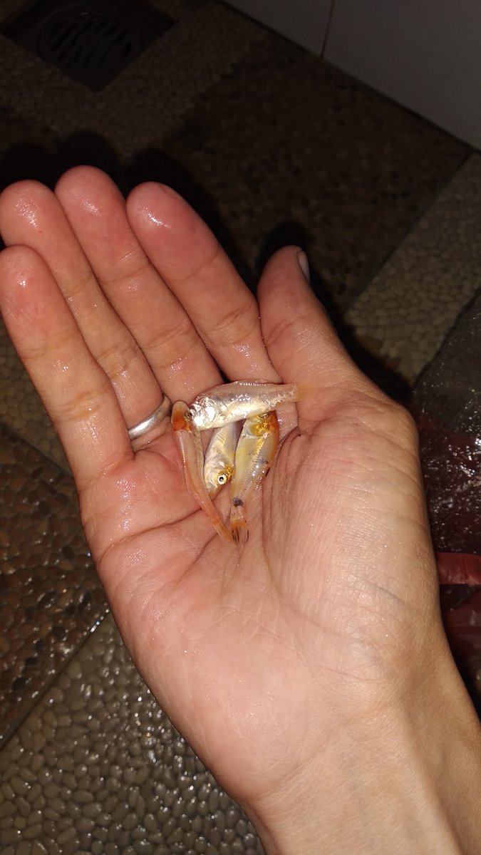 ranggaXXIV's tweet photo. Sekedar himbauan. Tolong yang di daerah kota Batu, saya sarankan berbuat kebaikan dengan menyelamatkan ikan" piaraan dari hipotermia. Jangan biarkan mereka kedinginan di dalam air. Tekel rumah anda saja tidak bersahabat, apalagi air.... Brrrr https://t.co/pCujkpeMx4