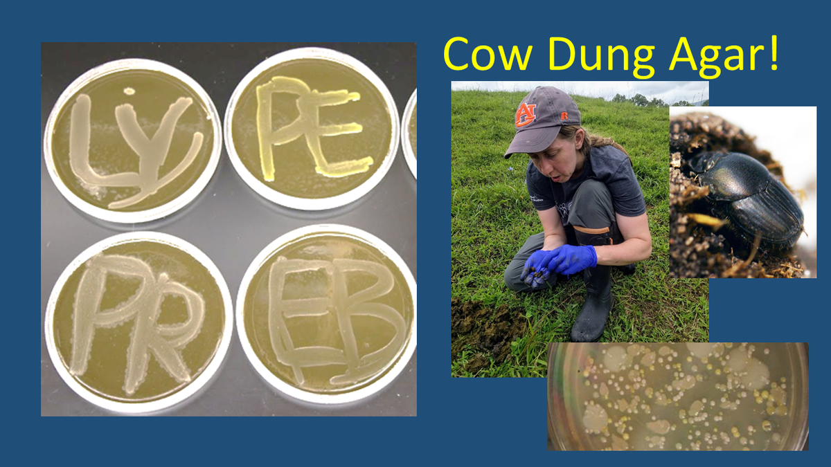 @SfAMtweets @CalJMarsh @jenniefrench95 @JamesJW90 @Nicky_lab_brat @Bam_and_Sheep @PenkovaElitsa @_JakeBell1 @lucas_walker92 DUNG AGAR - when you're trying to isolate microbes that live in dung beetle guts, you try anything. :)