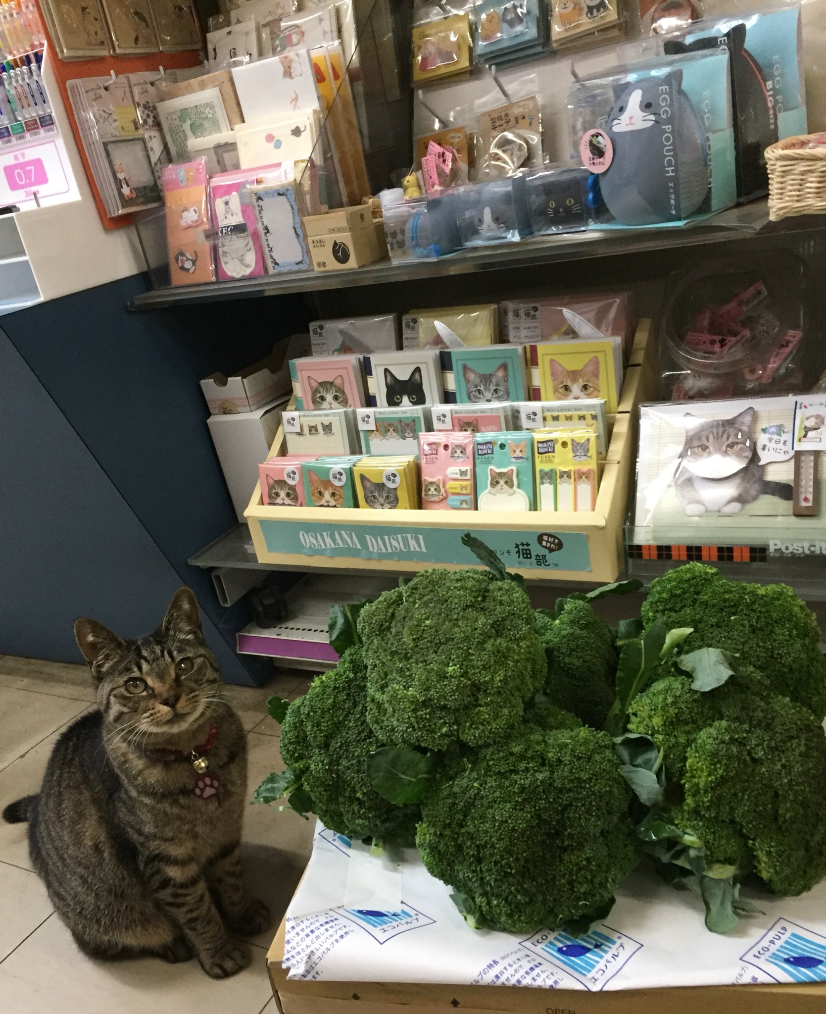 ねこが店長の文具店万年堂 花束をどうぞ ブロッコリーやないかs ノ ノ 小諸市のブロッコリー美味しいんですよ ねこが店長の文具店万年堂 花束をどうぞ ブロッコリーやないかs ノ ノ 小諸市のブロッコリー美味しいんですよ