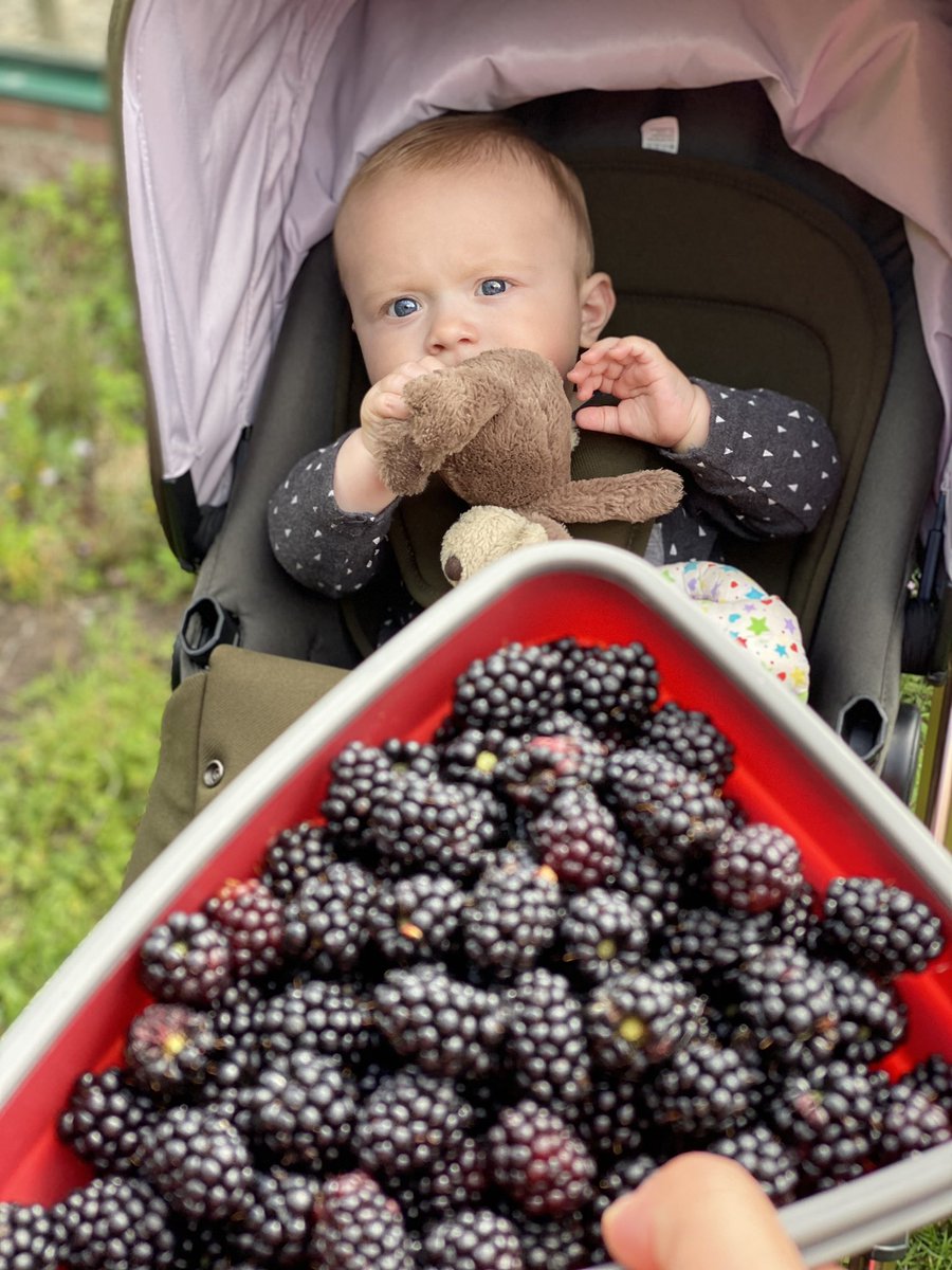 Hollieb8's tweet photo. I decided to take my office out in the garden this morning and pick some blackberries 🍇 with little pig 🐷 A break from unpacking ☺️ Perfect way to spend our morning and earning at the same time 🤑 

#PreciousMoments 
#PrincessMovement https://t.co/jcihpEVKiU