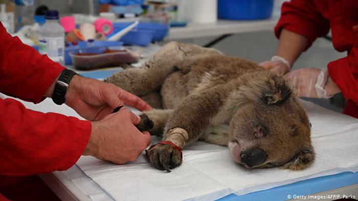 NaturezaePaz's tweet image. Incêndios na Austrália afetaram quase 3 bilhões de animais, afirma estudo bit.ly/2BEz3yK