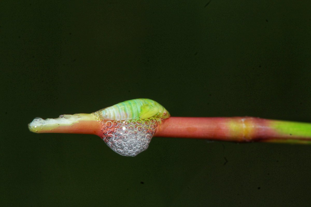 AbhishekGRao2's tweet photo. Spit bugs- The most powerful jumping insect
Spit bugs, spittlebugs, froghoppers. Theyβre all the same insect that produces the globs of spit-like froth on the plants. They are also well known for their jumping capacity.
#iisc #spitbug #insect #bangalore #ecology https://t.co/h3uEQ5Whxx