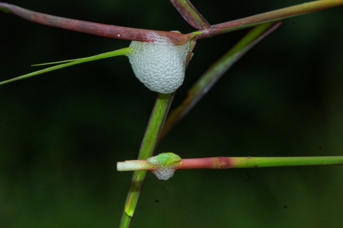 AbhishekGRao2's tweet photo. Spit bugs- The most powerful jumping insect
Spit bugs, spittlebugs, froghoppers. Theyβre all the same insect that produces the globs of spit-like froth on the plants. They are also well known for their jumping capacity.
#iisc #spitbug #insect #bangalore #ecology https://t.co/h3uEQ5Whxx