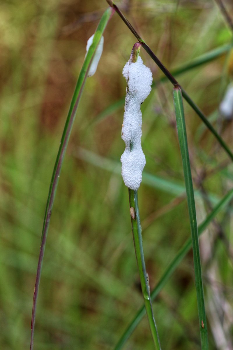 AbhishekGRao2's tweet photo. Spit bugs- The most powerful jumping insect
Spit bugs, spittlebugs, froghoppers. Theyβre all the same insect that produces the globs of spit-like froth on the plants. They are also well known for their jumping capacity.
#iisc #spitbug #insect #bangalore #ecology https://t.co/h3uEQ5Whxx