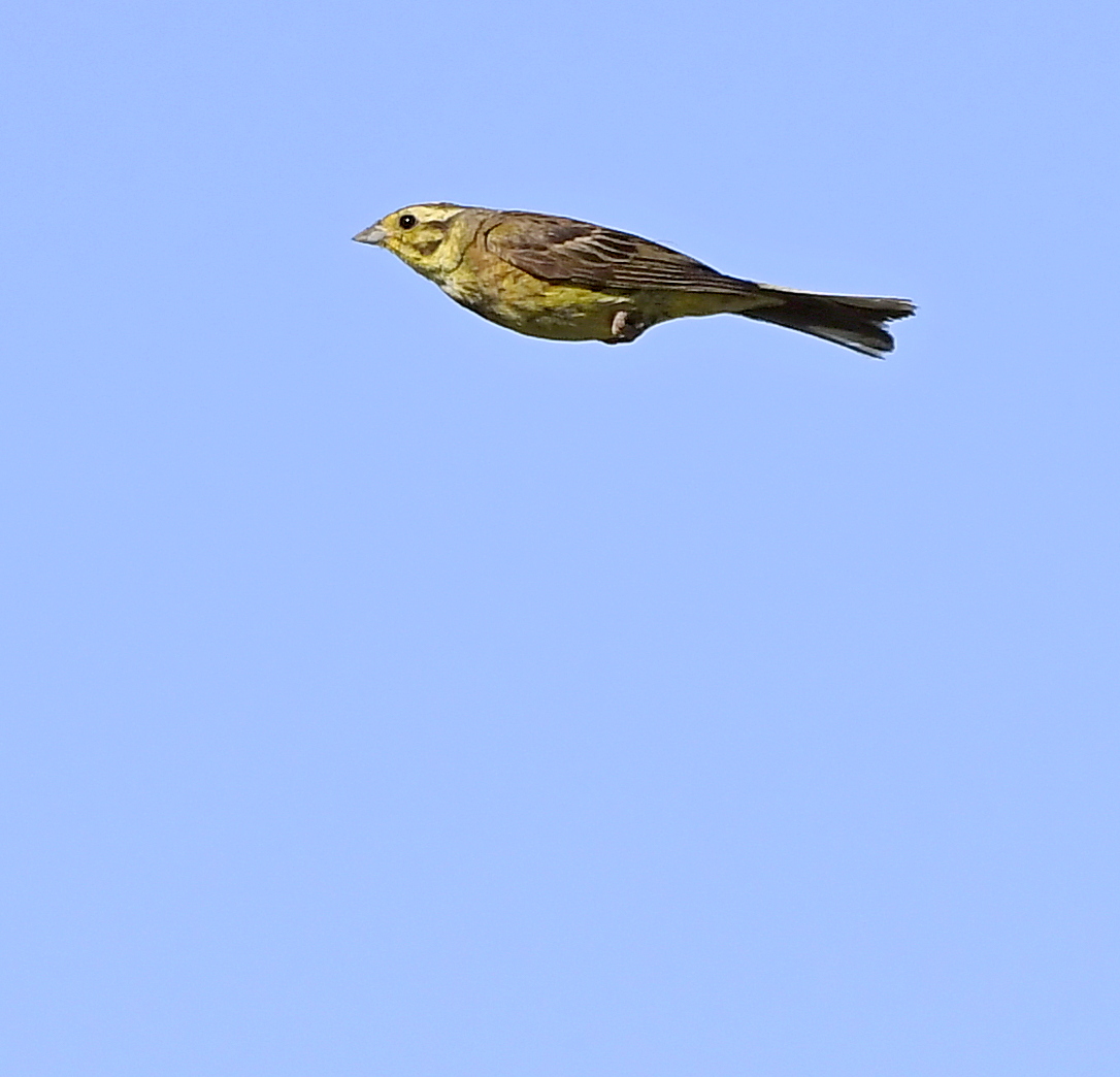 Last night I had a Yellowhammer thrown at me. Preferable to an actual yellow hammer I suppose.... 