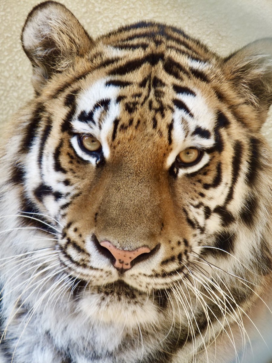 中野高志 今日は 世界トラの日 トラは世界で6亜種現存し そのうち3亜種が日本の動物園で見れます 大きい順からアムールトラ ベンガルトラ スマトラトラで ネコ科最大のトラの中でも大きさはだいぶ違います スマトラトラには勝てる気がするけど