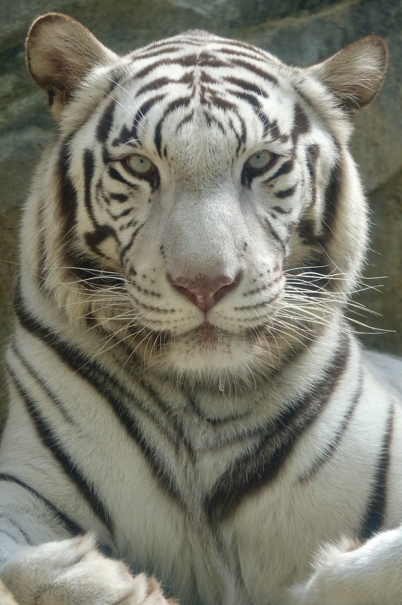 中野高志 今日は 世界トラの日 トラは世界で6亜種現存し そのうち3亜種が日本の動物園で見れます 大きい順からアムールトラ ベンガルトラ スマトラトラで ネコ科最大のトラの中でも大きさはだいぶ違います スマトラトラには勝てる気がするけど