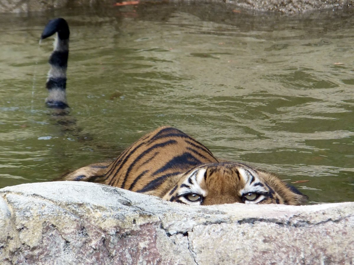 中野高志 今日は 世界トラの日 トラは世界で6亜種現存し そのうち3亜種が日本の動物園で見れます 大きい順からアムールトラ ベンガルトラ スマトラトラで ネコ科最大のトラの中でも大きさはだいぶ違います スマトラトラには勝てる気がするけど