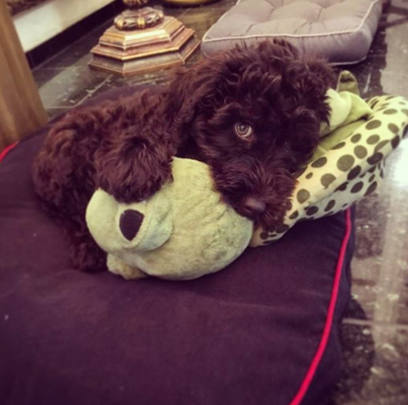 Grolmori's tweet photo. Mehr Hunde, Food und Zeug direkt aus Franken! Horch amol, fei aus Nämberch! :)

https://t.co/Vd3gbnzCcv https://t.co/DoYzr9m37q