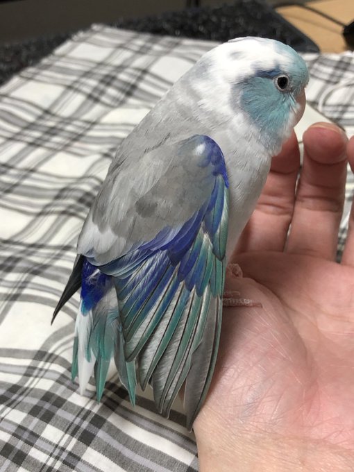 インコ 高画質 のtwitterイラスト検索結果 古い順 インコ 高画質 のtwitterイラスト検索結果 古い順