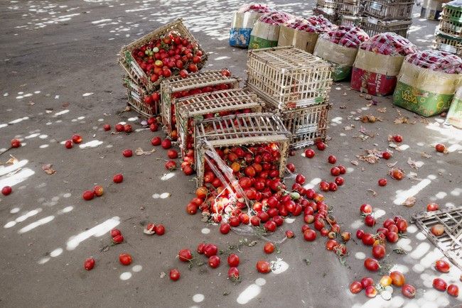 FAOenEspanol's tweet photo. 🍅 ¿ #SabíasQue el 14% de la comida producida 🌎 se pierde tras la cosecha? 

🖥️ Hoy, la @FAO lanzó la plataforma técnica sobre la medición y reducción de las pérdidas y el desperdicio de alimentos, para reducir la #PérdidayDesperdicio y lograr los #ODS

https://t.co/JKc8t8cg6S https://t.co/pc9DUDsr9c