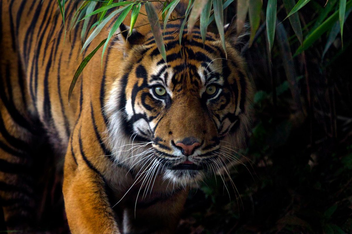 AmberRGirard's tweet photo. Love 'em, hate 'em, or just plain scared of them, one must admit that tigers are indeed a beautiful animal. International Tiger Day celebrates tigers, the largest cat on the planet. #FunBizarreHolidays https://t.co/5ix3hQVBPn