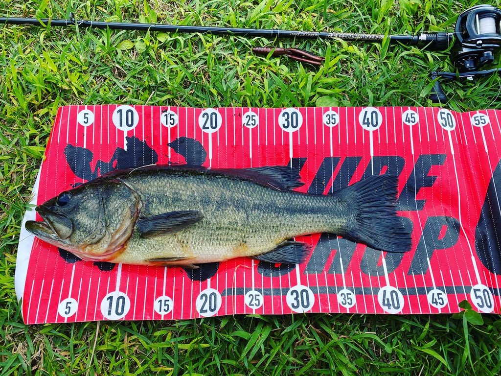mjkojima's tweet photo. 仕事終わりfishing‼️
48cm・1550g
43cm・1140g

#秋田県 #我らがホーム野池 
#仕事終わりfishing
#deps #bulletshot 
#jigen #次元 #detector 
#abugarcia #revo #beast
#nories #ノリーズ #escapetwin #エスケープツイン 
#ryugi #infini https://t.co/FTWamrjqBY