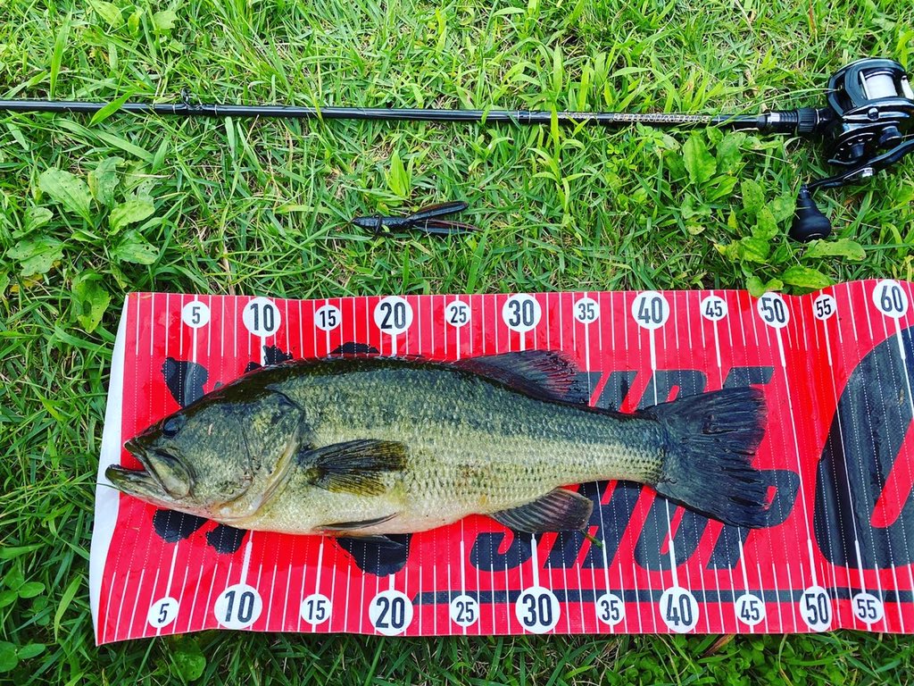 mjkojima's tweet photo. 仕事終わりfishing‼️
48cm・1550g
43cm・1140g

#秋田県 #我らがホーム野池 
#仕事終わりfishing
#deps #bulletshot 
#jigen #次元 #detector 
#abugarcia #revo #beast
#nories #ノリーズ #escapetwin #エスケープツイン 
#ryugi #infini https://t.co/FTWamrjqBY