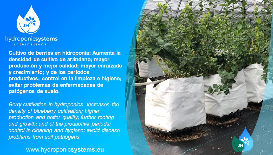 Hydroponic_Syst's tweet photo. https://t.co/gGbQkcVO11
To improve the production of blueberry crops and thus be able to supply the growing demand, cultivation techniques have been improved, the main one being obtaining blueberries by means of soilless or hydroponic systems.
#berries #hydroponicsystems https://t.co/OeQdKikEgn