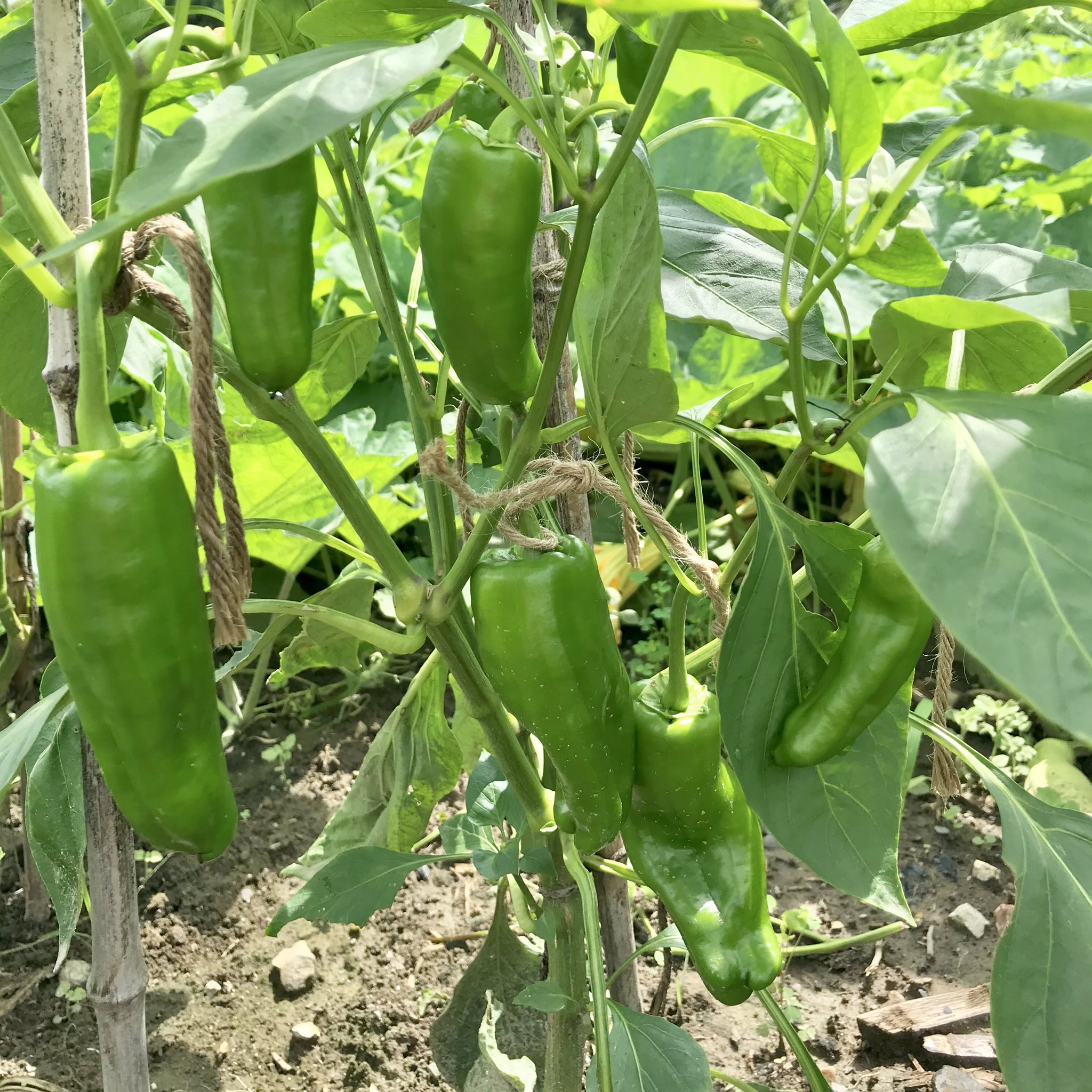 𓇟黒大根くん2 0 ビジネスとプログラミングの勉強 A Twitter 今日の家庭菜園 ガーデニング ジャンボピーマン 自家採種 F4世代 の収穫と選抜 病気が発生して何本か枯れてます ٩ ๑ ꇴ ๑ 去年 猪に襲撃されたデントコーン も実が大きくなってきました