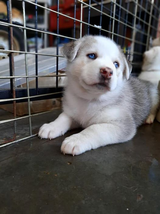 FurRSQ's tweet photo. Wonder why we have mandatory puppy classes for all puppy adoptions?
Puppy classes teach you &amp; your puppy early obedience training and socializing. Instructors will teach you to read body language &amp; answer questions about behaviour issues. Cute quirks now are less cute at 50+ lbs. https://t.co/GUioJTrmX7