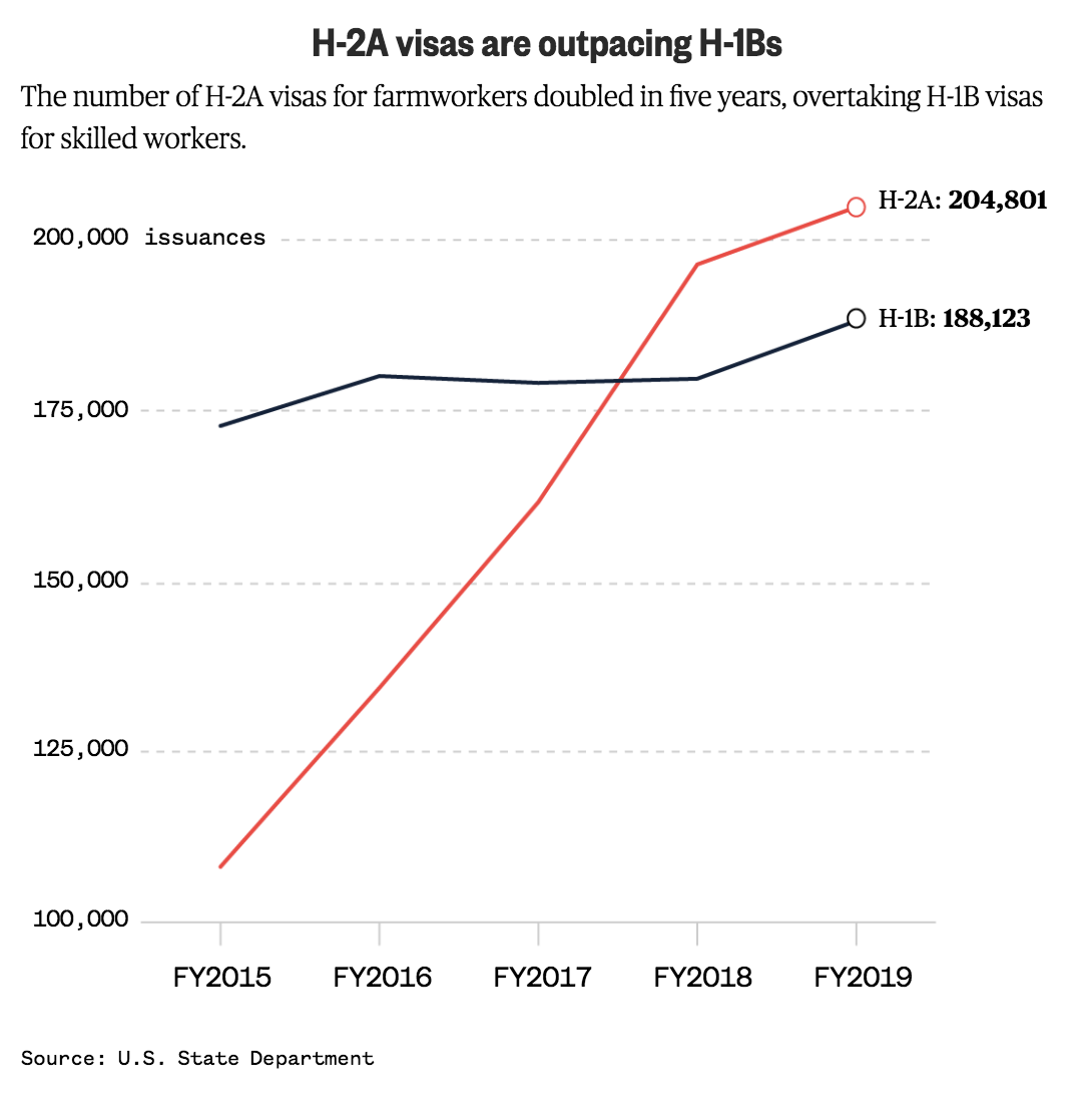 The H-2A farmworker visa program has grown exponentially amid Trump's crackdown on undocumented immigrants, who American farmers had long relied on to harvest crops. It's now the single largest work visa program in the U.S. — outpacing even the H1-B program for tech workers.