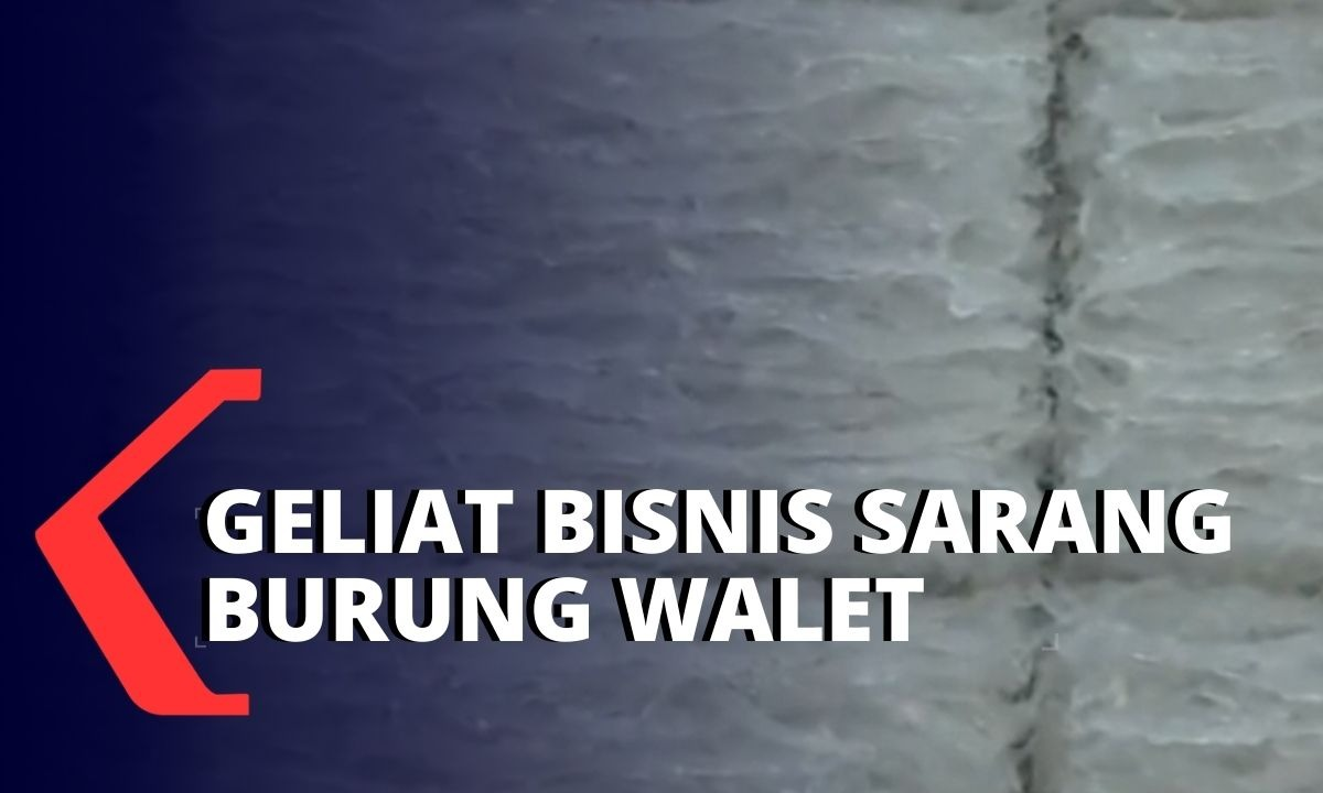 KompasTV's tweet photo. Sempat Terdampak Pandemi, Kini Bisnis Sarang Burung Walet Kembali Bergeliat https://t.co/bFybSamCXr https://t.co/qUFq5e84ay