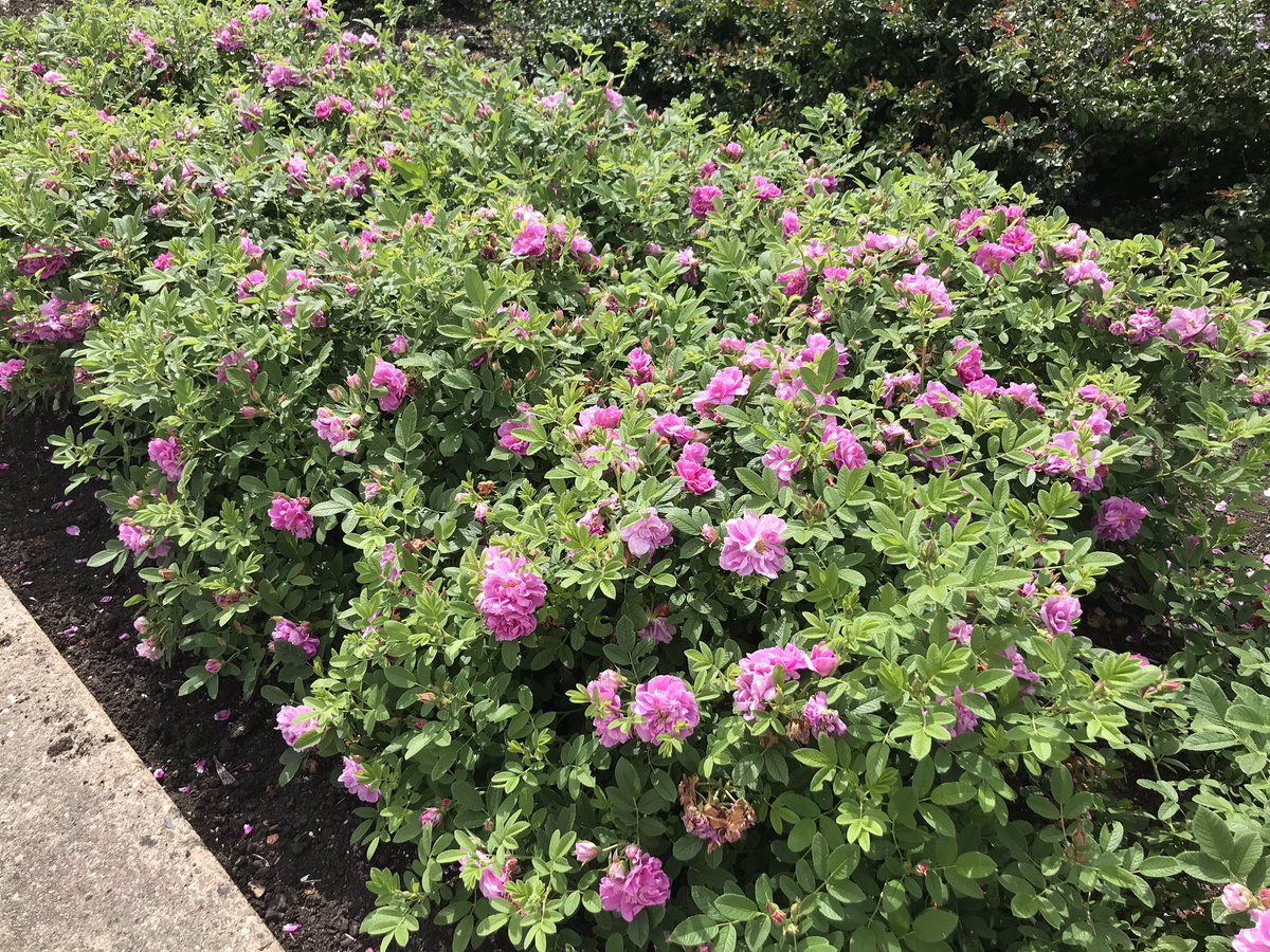 BootCoUK's tweet photo. Inspecting our Landscape Rose trials in Boskoop, many promising new seedlings here. The first photo is our newly introduced Rosa ‘Street Dance’ a healthy free flowering rugosa type with semi-double pale lilac flowers 🌹 #landscaperoses #roses #landscapeplants https://t.co/7cH5cGxW8U