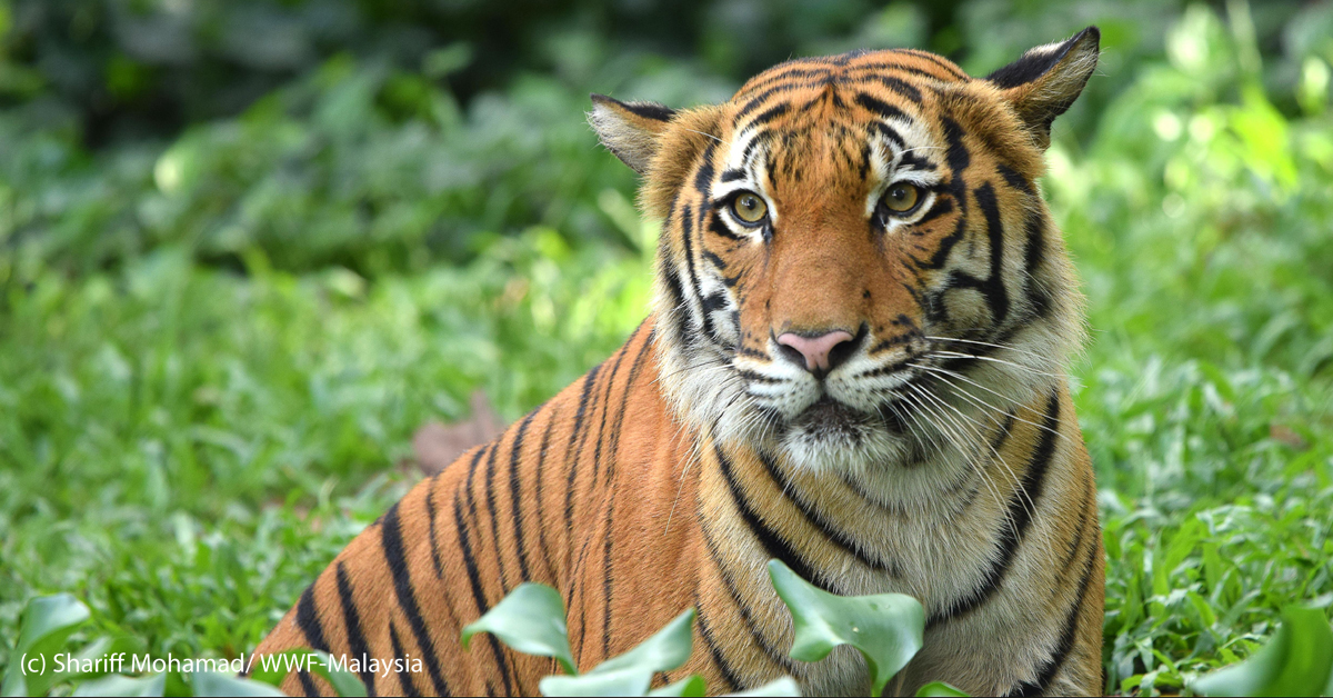 WWFMy's tweet image. Happy Global Tiger Day! Get exciting tiger news and find out how you can help save our Malayan tigers by watching this Virtual Launch by WWF-Malaysia and Maybank: bit.ly/GTD2020Launch  #KitaJagaTiger #KeepRoaring