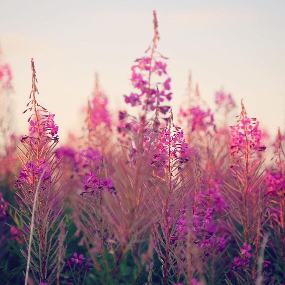 ClarissaHulse's tweet photo. At long last I got my proper nature fix! I spent a few days in Wiltshire with my dear friend @taniacompton Her garden is just 😱🦋💞 and many of my designs are inspired by it. Back in London after filling my car to the absolute brim with treasures. https://t.co/e0j5tAKPJt