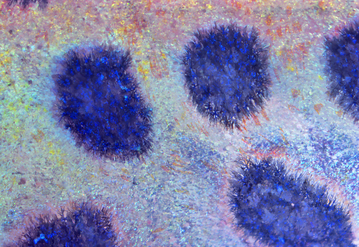 New postdoc position available in our group to study development, genetics, or evolution of adult phenotypes. We have extra $$$ after good news on 2 fellowships and 1 R01 (written w/ a postdoc to support HIS program; we have great people).
