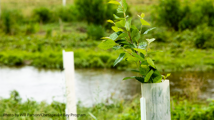 DCNRnews's tweet photo. The trees that make up streamside buffers help create healthier land and cleaner water, naturally. They act like sponges to slow rainwater runoff, keep land intact, and add aesthetic value.
Learn more about #StreamBuffers ➡ https://t.co/7PFP2Pjxck #BufferMyStream https://t.co/ZgYJGWEMFB
