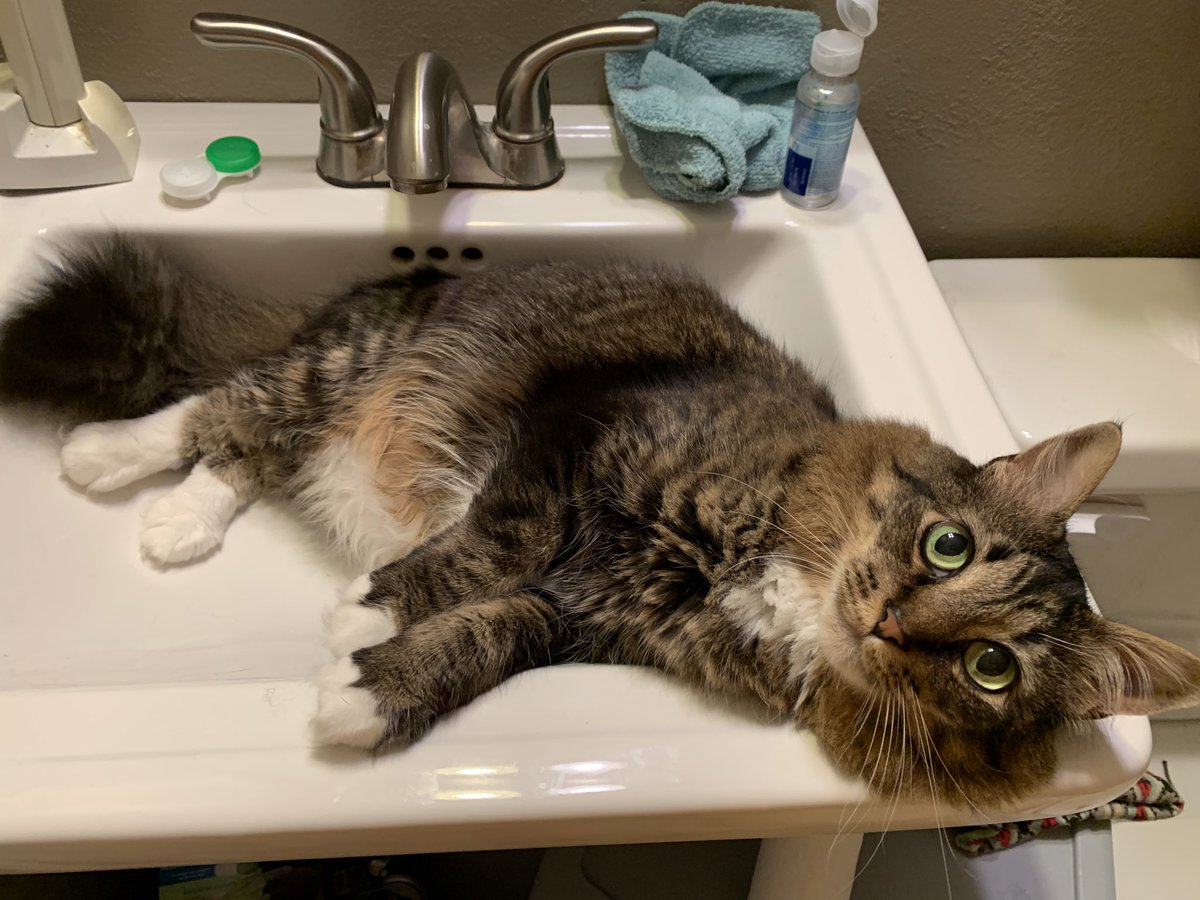 ktweeb3's tweet photo. i was wondering why there was so much #cat hair in my sink. found my answer. @tigerweeb https://t.co/sxKQmS1xRU